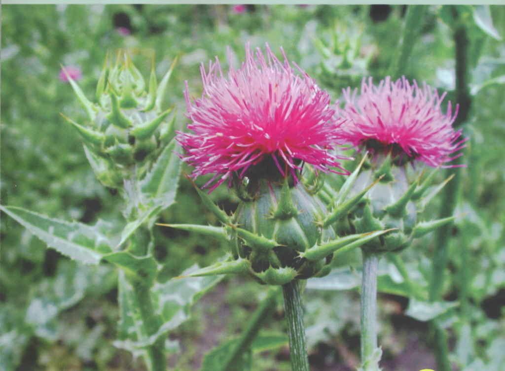 Global B2B directory Global trade lead